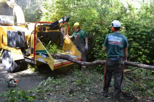 tree services Kirby